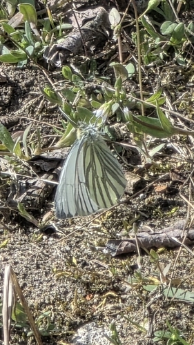 Green-veined White