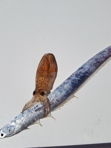 Atlantic brief squid