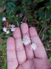 Thalictrum urbainii