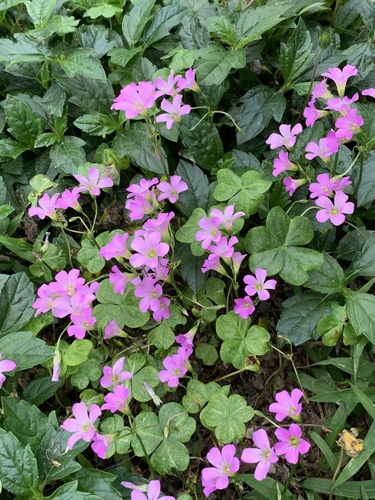 Oxalis debilis