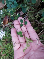 Thalictrum urbainii