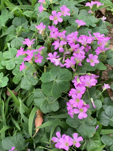 Oxalis debilis