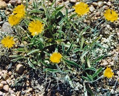 Pilosella castellana