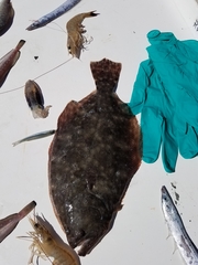 Paralichthys lethostigma