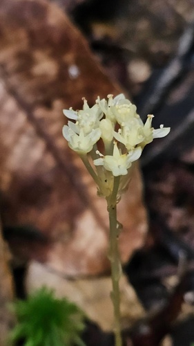 Petrosavia stellaris (Petrosavia stellaris)
