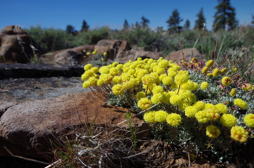 Eriogonum douglasii var. meridionale