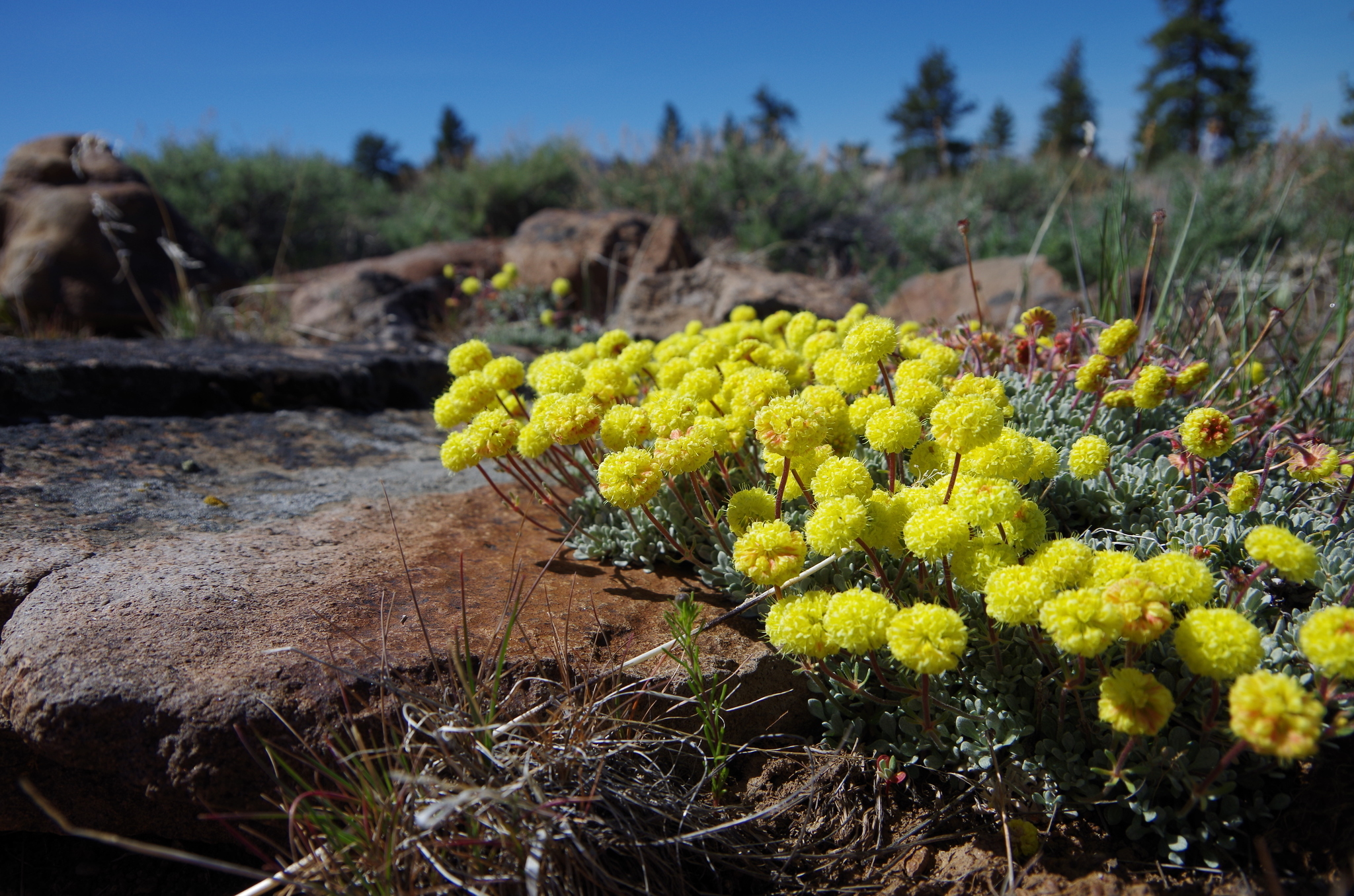Eriogonum douglasii var. meridionale
