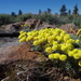 Eriogonum douglasii meridionale - Photo (c) Janel Johnson, algunos derechos reservados (CC BY-NC), subido por Janel Johnson