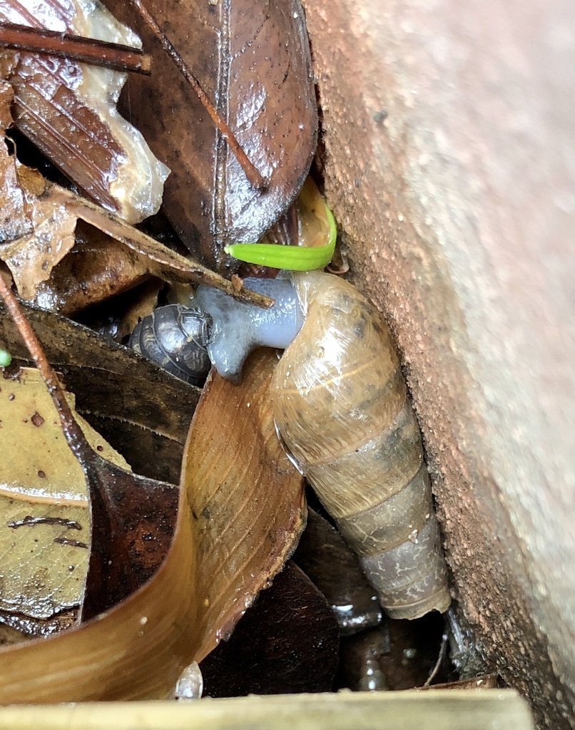 Decollate Snail from Chicago Ave, Riverside, CA, US on March 13, 2020