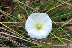 Calystegia macrostegia arida