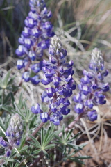 Lupinus lepidus sellulus
