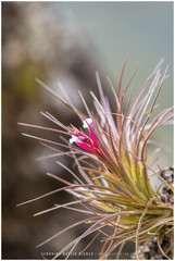 Tillandsia tenuifolia