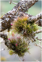 Tillandsia tenuifolia