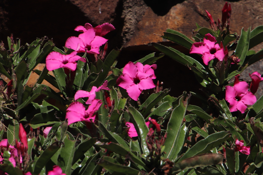 summer impala lily