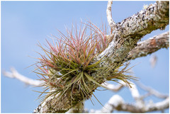Tillandsia tenuifolia