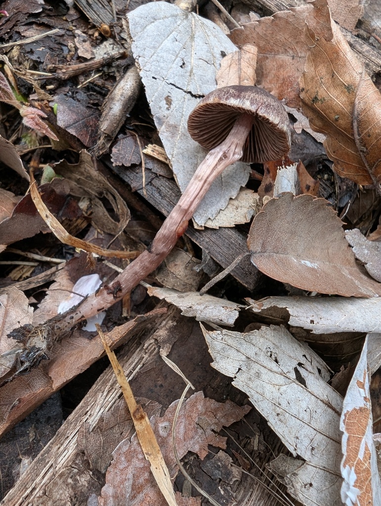 Psathyrella bipellis · April 2026 · photo: © atsushi_nakajima_cirque (iNaturalist, cc-by)