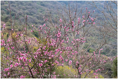 Cerasus