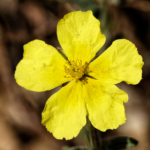 Helianthemum hirtum, photograph 6