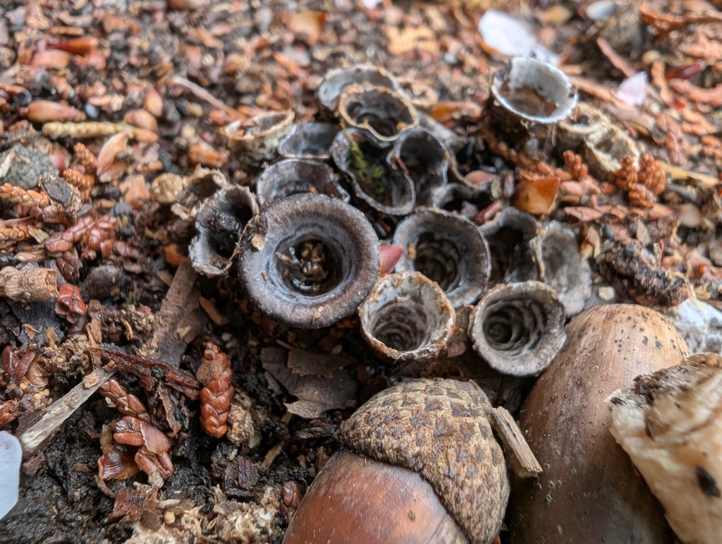 Cyathus stercoreus · April 2026 · photo: © atsushi_nakajima_cirque (iNaturalist, cc-by)