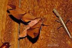 Afroclanis neavi