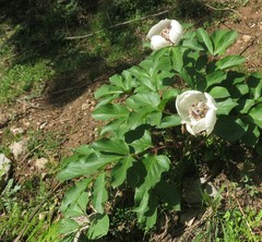 Paeonia mascula