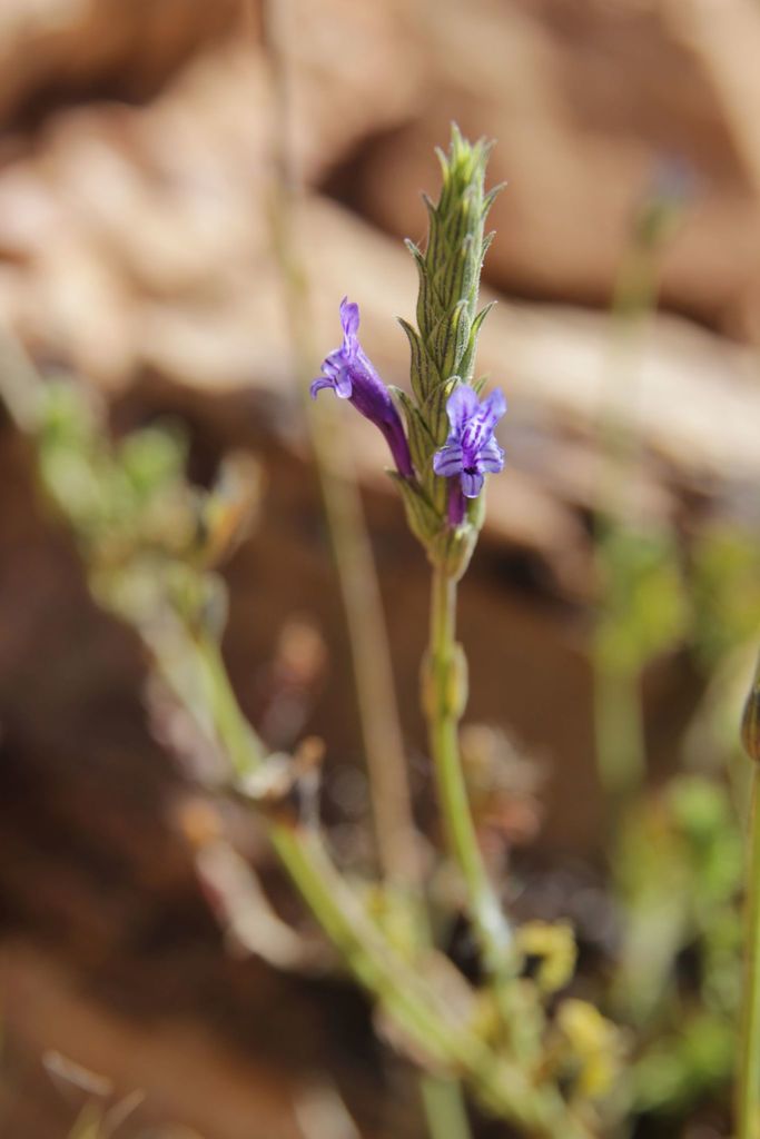 Lavandula mairei