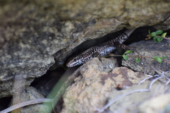 Podarcis muralis