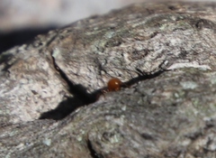 Nesomyrmex angulatus