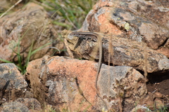 Podarcis muralis