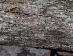 Nesomyrmex angulatus