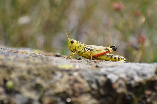 Large Banded Grasshopper