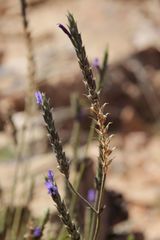 Lavandula mairei image