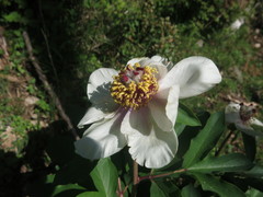 Paeonia mascula