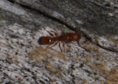 Nesomyrmex angulatus