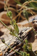 Lavandula mairei image