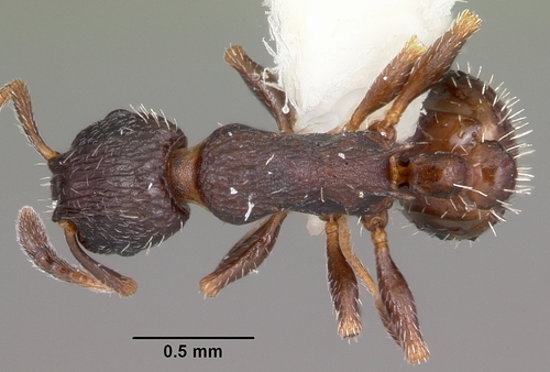 Leptothorax sphagnicolaLeptothorax sphagnicola