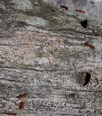 Nesomyrmex angulatus