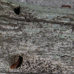 Nesomyrmex angulatus