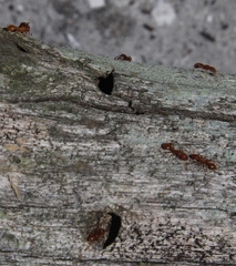 Nesomyrmex angulatus