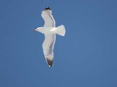 Larus armenicus