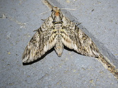 Agrius godarti