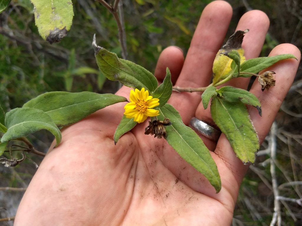 Wedelia bahamensis