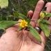 Wedelia bahamensis - Photo (c) mikeakresh, algunos derechos reservados (CC BY-NC), subido por mikeakresh