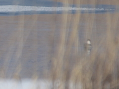 Ichthyaetus ichthyaetus