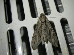 Agrius godarti