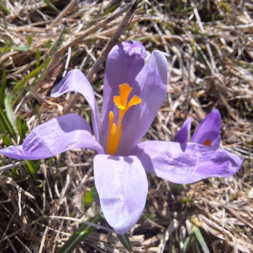 Carpathian Crocus (Crocus heuffelianus)
