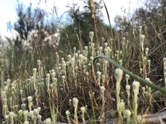 Micropus californicus