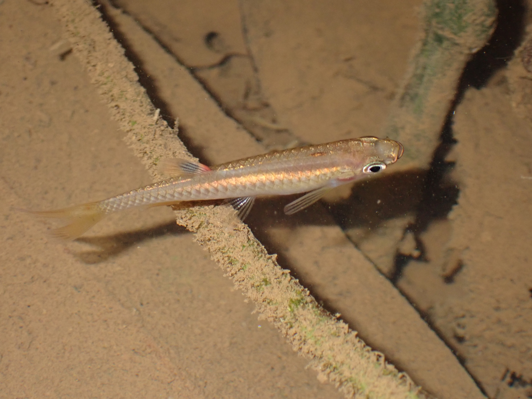 Pencilfish photo 3