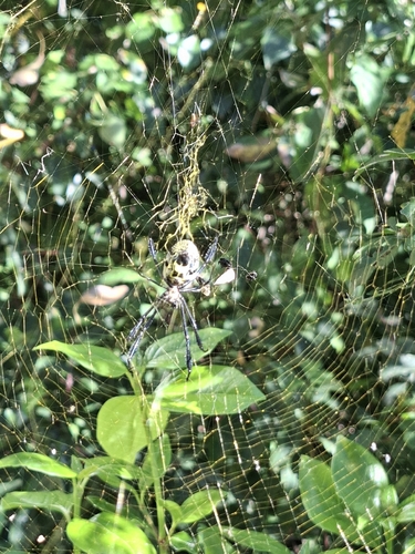 Hairy Golden Orb-weaving Spider