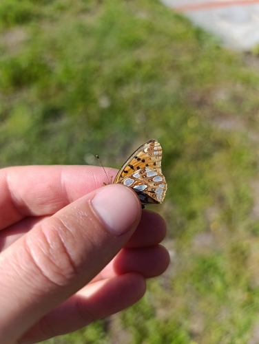 Queen of Spain Fritillary